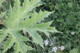 Thumbnail IMG_4684.JPG 