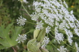 Thumbnail IMG_4685.JPG 