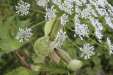 Thumbnail IMG_4686.JPG 