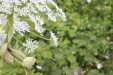Thumbnail IMG_4688.JPG 