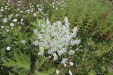 Thumbnail IMG_4689.JPG 