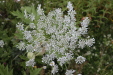 Thumbnail IMG_4690.JPG 
