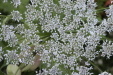 Thumbnail IMG_4691.JPG 