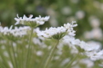Thumbnail IMG_4693.JPG 