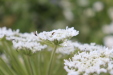 Thumbnail IMG_4694.JPG 