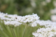 Thumbnail IMG_4695.JPG 