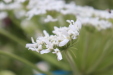 Thumbnail IMG_4696.JPG 