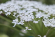 Thumbnail IMG_4697.JPG 