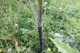 Thumbnail IMG_4701.JPG 