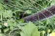 Thumbnail IMG_4703.JPG 