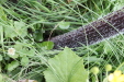 Thumbnail IMG_4704.JPG 