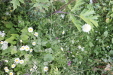 Thumbnail IMG_4706.JPG 