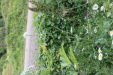 Thumbnail IMG_4707.JPG 