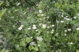 Thumbnail IMG_4708.JPG 