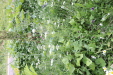 Thumbnail IMG_4709.JPG 