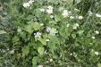 Thumbnail IMG_4710.JPG 