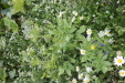 Thumbnail IMG_4714.JPG 