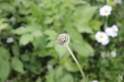 Thumbnail IMG_4715.JPG 