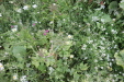 Thumbnail IMG_4716.JPG 