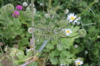 Thumbnail IMG_4717.JPG 