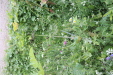 Thumbnail IMG_4718.JPG 