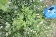 Thumbnail IMG_4719.JPG 