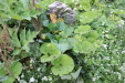 Thumbnail IMG_4720.JPG 