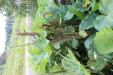 Thumbnail IMG_4721.JPG 