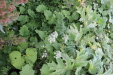 Thumbnail IMG_4723.JPG 