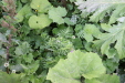 Thumbnail IMG_4724.JPG 