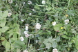 Thumbnail IMG_4725.JPG 