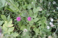 Thumbnail IMG_4726.JPG 