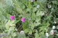 Thumbnail IMG_4727.JPG 