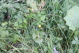 Thumbnail IMG_4728.JPG 