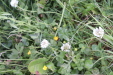 Thumbnail IMG_4729.JPG 