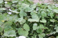 Thumbnail IMG_4731.JPG 