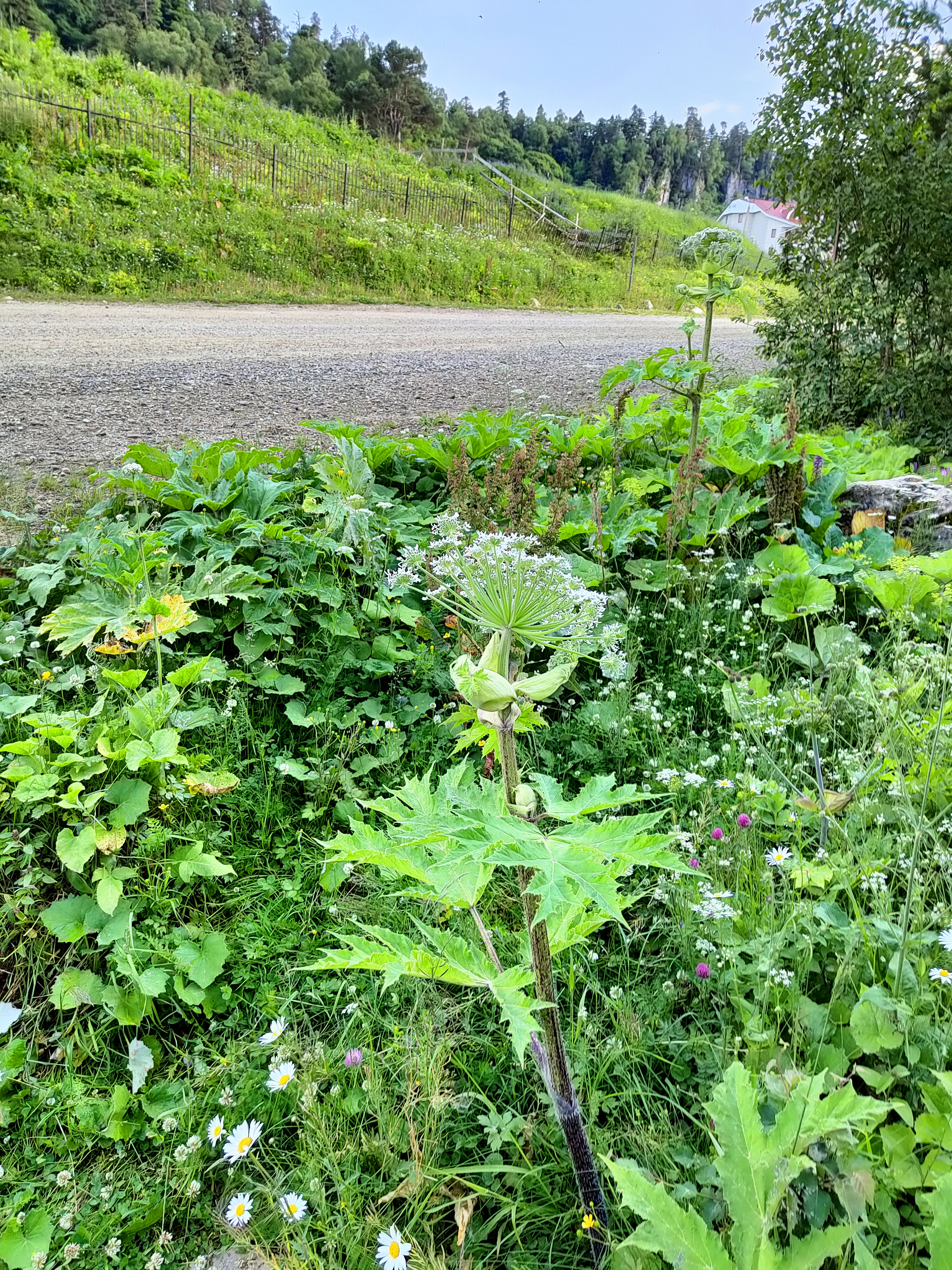 IMG20220710175957.jpg 