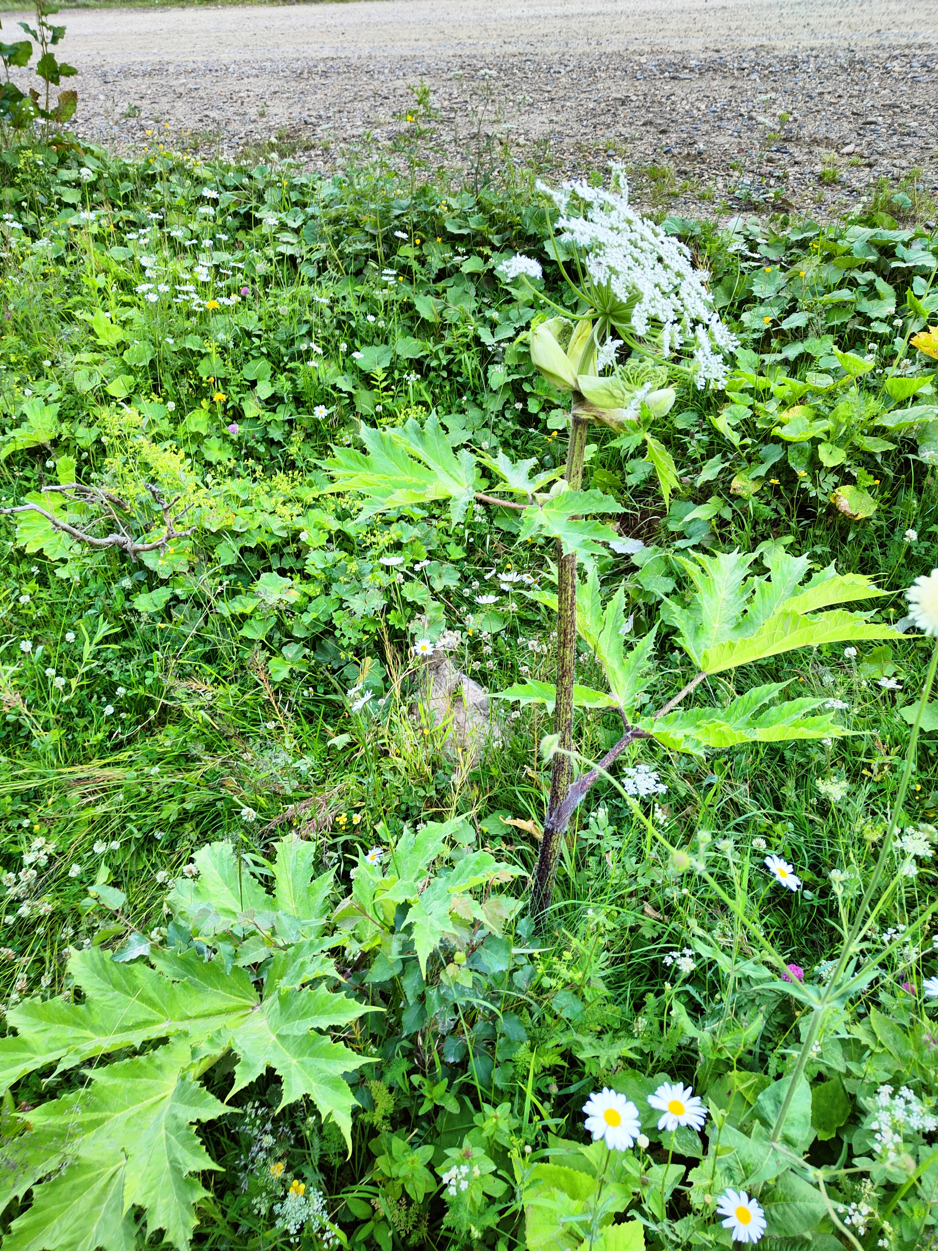IMG20220710180053.jpg 