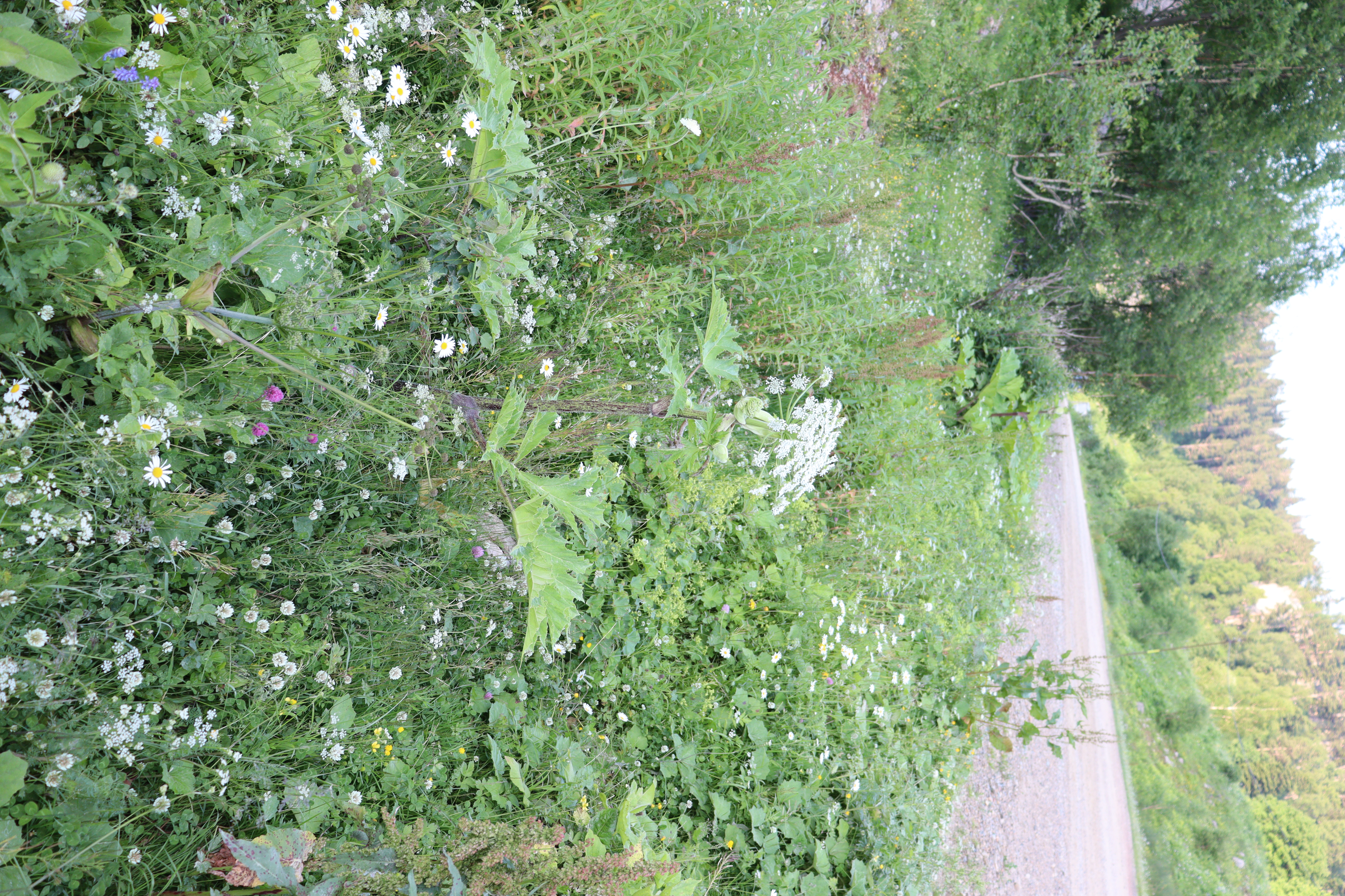 IMG_4681.JPG 