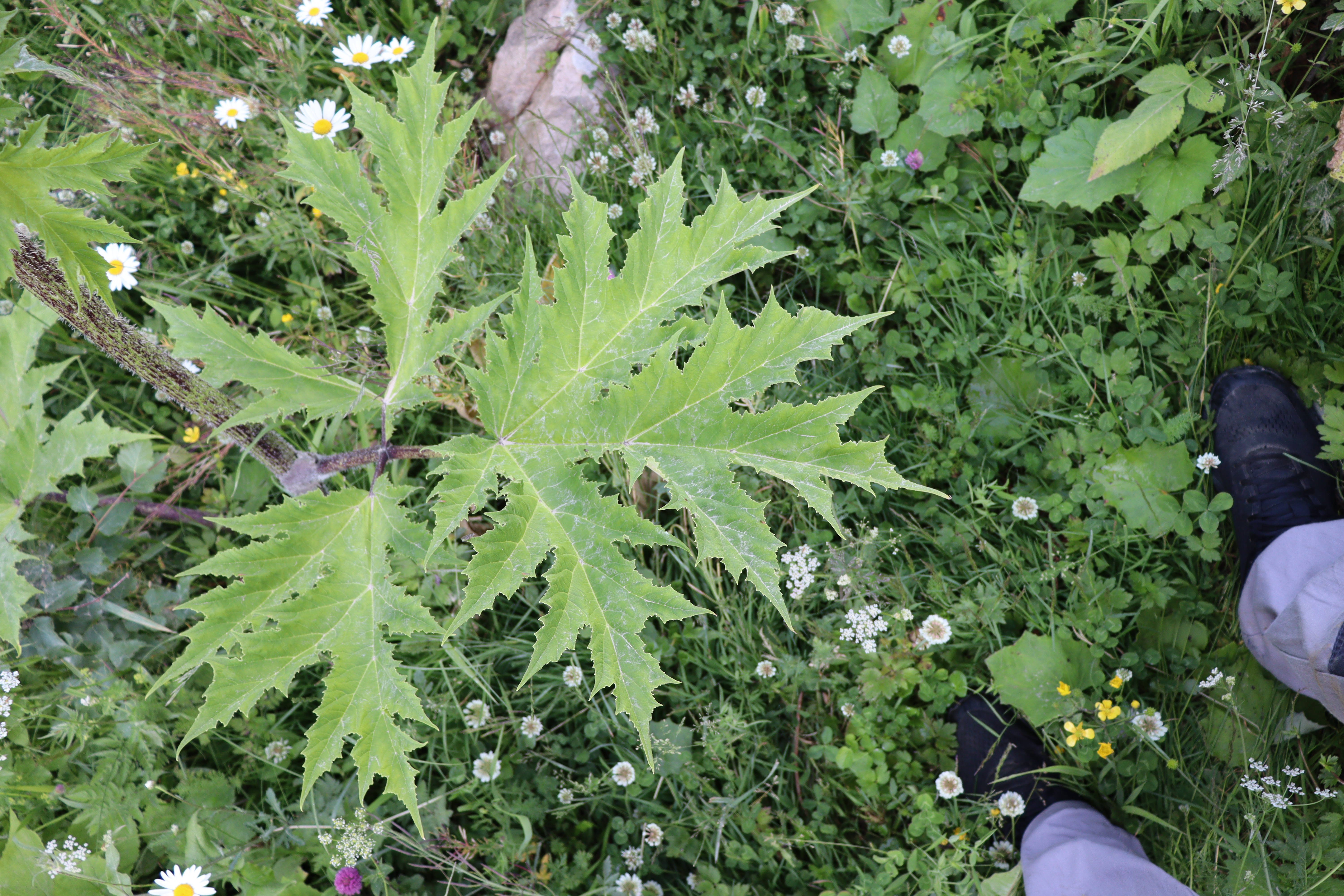 IMG_4683.JPG 