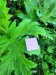 Thumbnail IMG20220710181158.jpg 