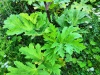 Thumbnail IMG20220710181203.jpg 