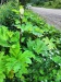 Thumbnail IMG20220710181207.jpg 