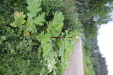 Thumbnail IMG_4772.JPG 