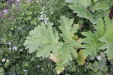 Thumbnail IMG_4774.JPG 