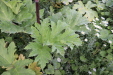 Thumbnail IMG_4775.JPG 