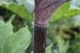 Thumbnail IMG_4776.JPG 