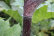 Thumbnail IMG_4777.JPG 