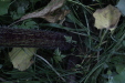 Thumbnail IMG_4778.JPG 