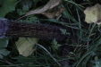 Thumbnail IMG_4779.JPG 